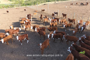 Os Serranos - Madrugada [VDownloader].00_00_39_04.Quadro007_64f3341600bffc7cc6d2795383639e485dac378c.jpg